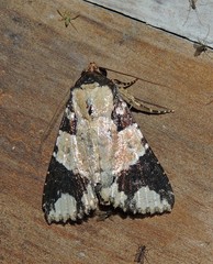 Condica cupentia