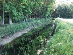 Lissotriton vulgaris vulgaris