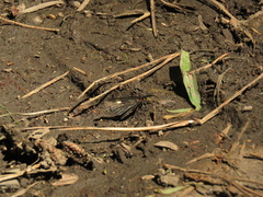 Sangalopsis microleuca