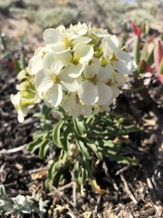 Erysimum concinnum