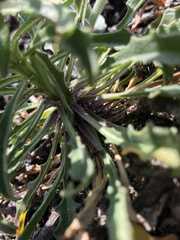 Erysimum concinnum