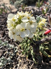 Erysimum concinnum