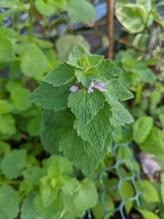 Lamium purpureum