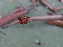 Cyrtophora citricola