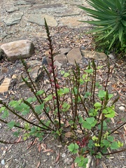 Erythrina herbacea