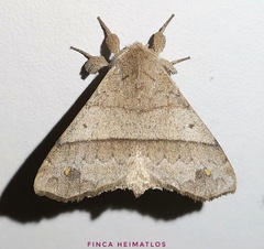 Apatelodidae