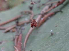 Cyrtophora citricola