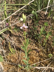 Ophrys scolopax apiformis