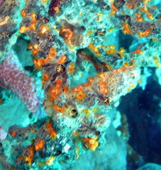 Parazoanthus swiftii