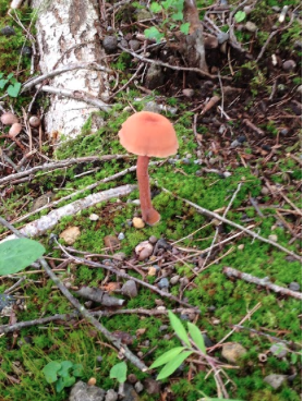 Laccaria laccata