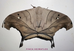 Dysdaemonia australoboreas