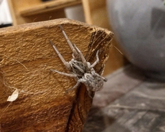 Lycosidae