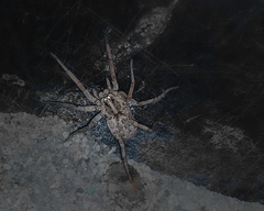 Lycosidae