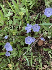 Nemophila pedunculata