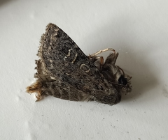 Ichneutica sistens