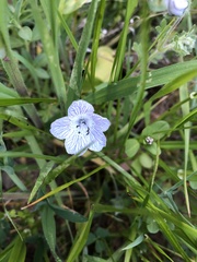 Nemophila pedunculata