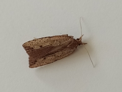 Planotortrix notophaea