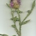 Centaurea dimorpha - Photo (c) Rebbas, μερικά δικαιώματα διατηρούνται (CC BY-NC), uploaded by Rebbas