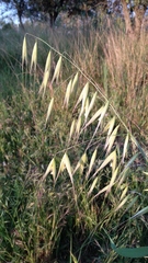 Avena sterilis