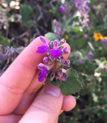 Salvia pinguifolia