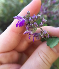 Salvia pinguifolia
