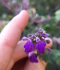 Salvia pinguifolia