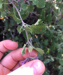 Salvia pinguifolia