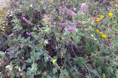 Salvia pinguifolia