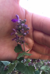 Salvia pinguifolia