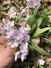 Claytonia virginica