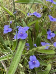 Tradescantia humilis