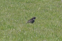 Turdus torquatus torquatus
