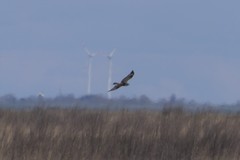 Buteo lagopus