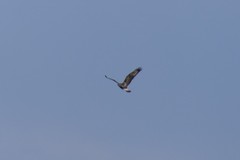 Buteo lagopus