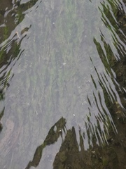 Egeria densa