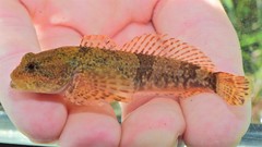 Cottus caeruleomentum