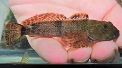 Cottus caeruleomentum