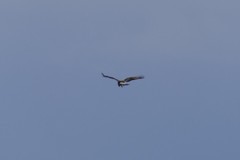 Buteo lagopus