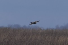 Buteo lagopus