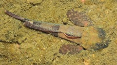 Cottus caeruleomentum