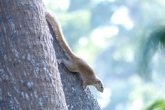 Heliosciurus gambianus