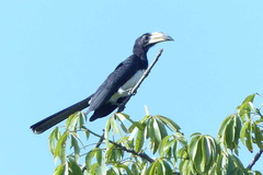 Lophoceros fasciatus