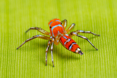 Cosmophasis ambonensis