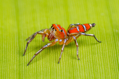 Cosmophasis ambonensis