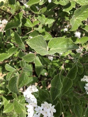 Viburnum carlesii