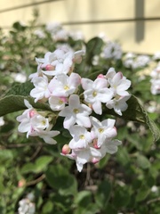Viburnum carlesii