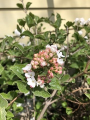 Viburnum carlesii