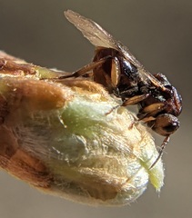 Synergini