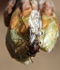 Synergini