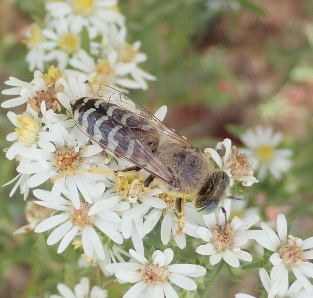 Bembix from Okanogan County, WA, USA on October 9, 2020 at 12:34 PM by ...